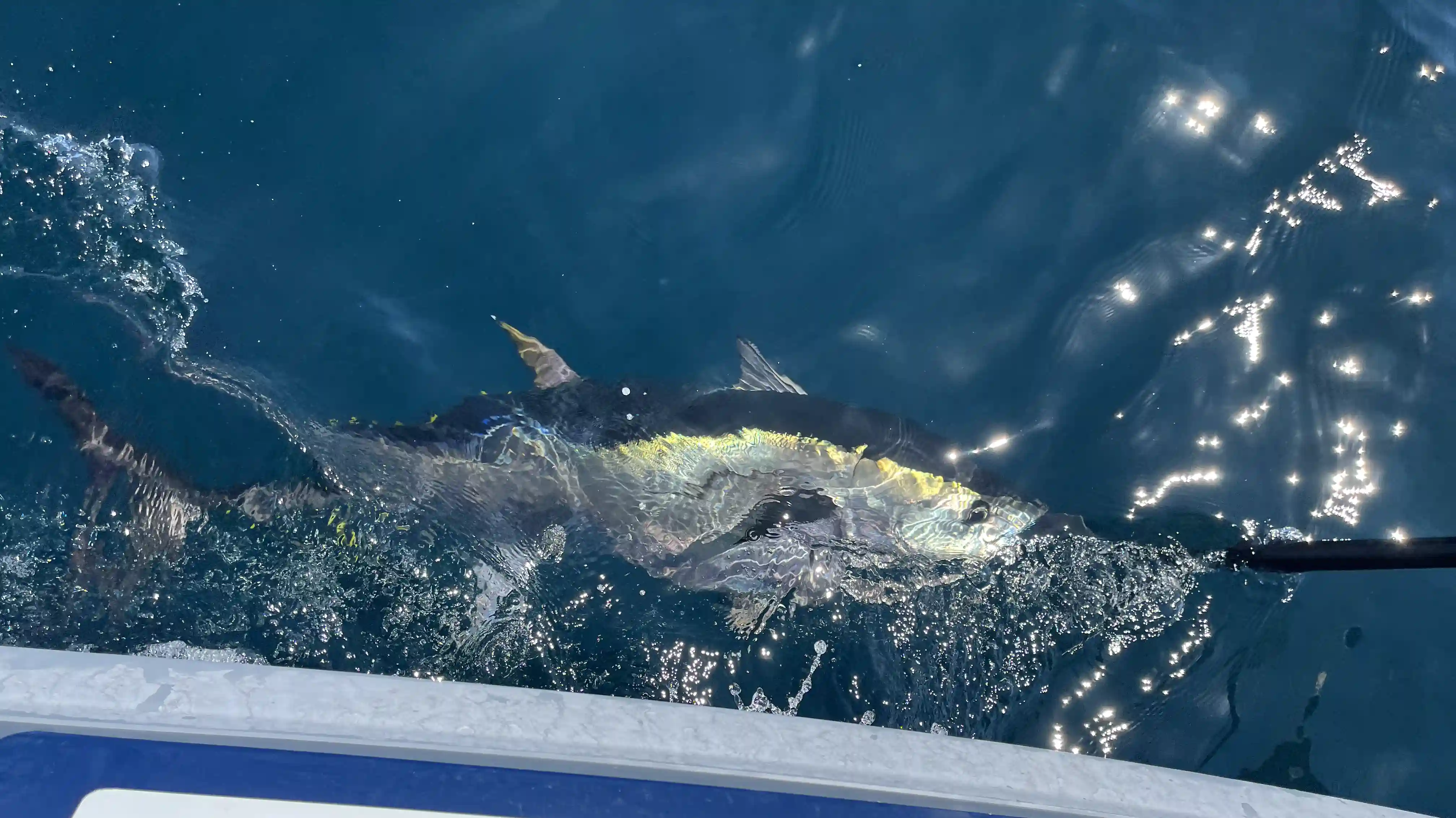 Campagne de marquage MTR